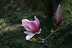 玉兰花