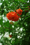 雨后石榴花