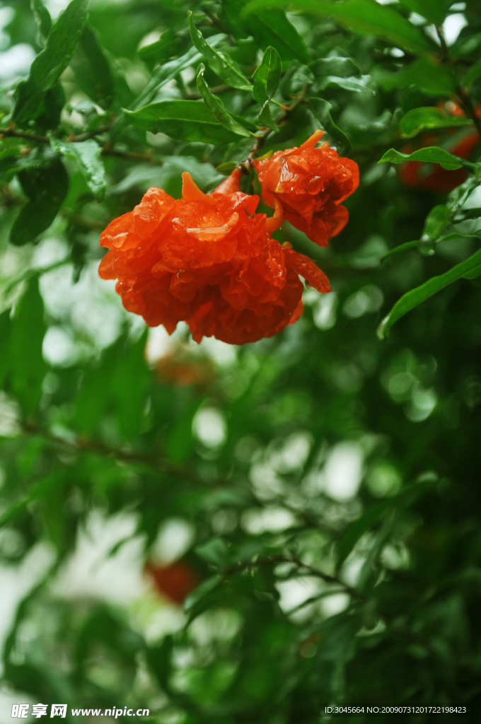 雨后石榴花