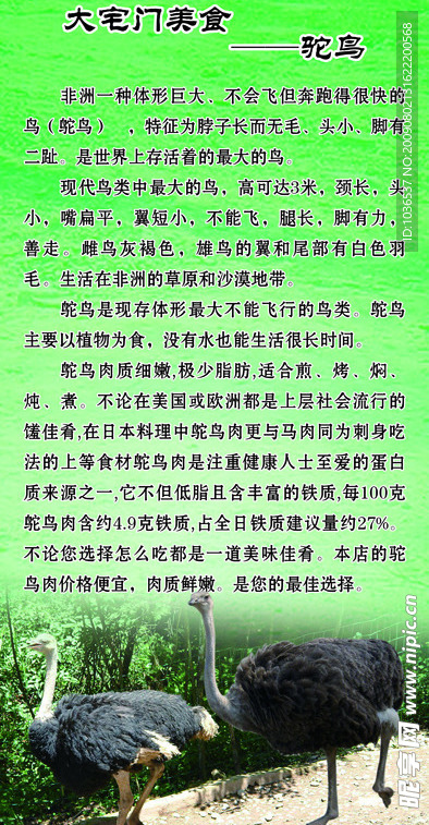 美食之驼鸟