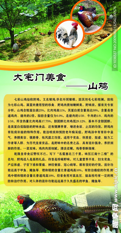 美食之山鸡