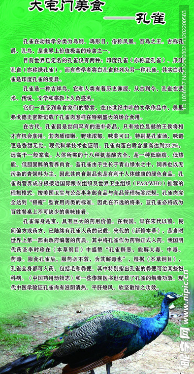 美食之孔雀