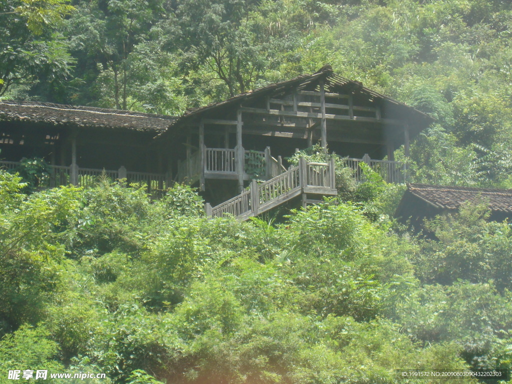 树林