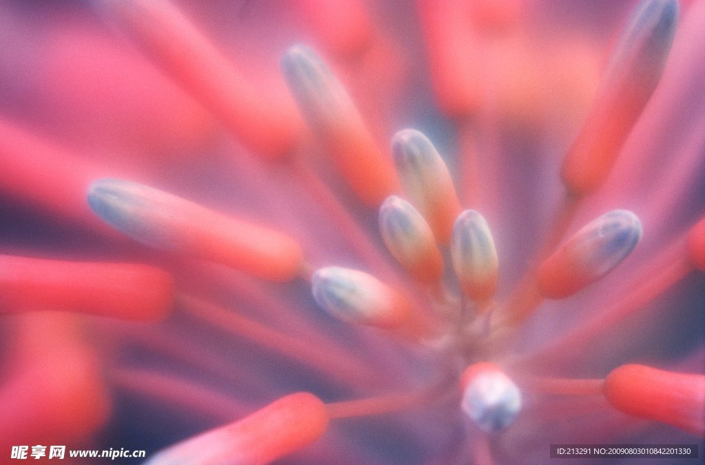 高清花卉