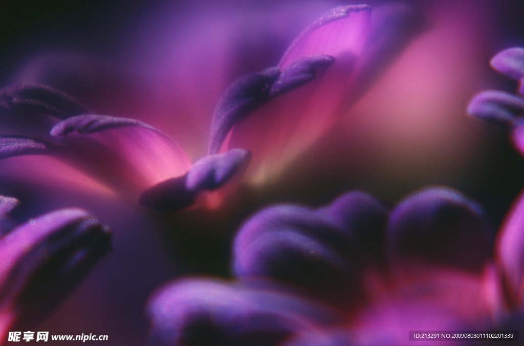 高清花卉