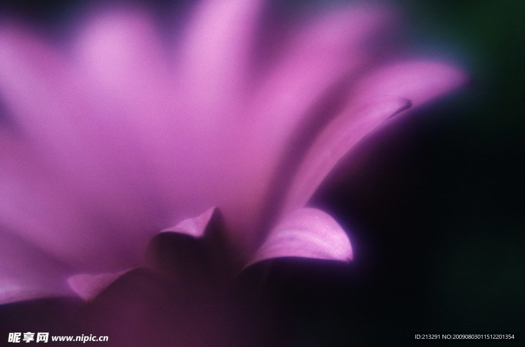 高清花卉