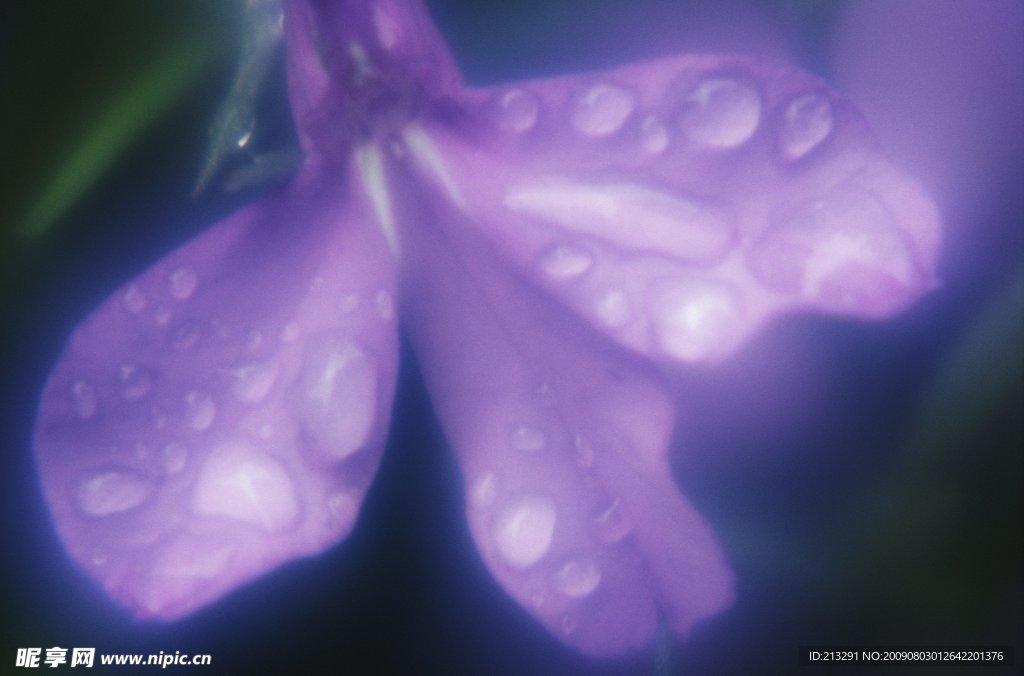 高清花卉