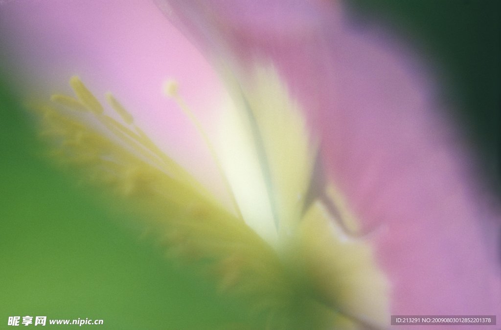 高清花卉
