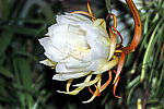 昙花