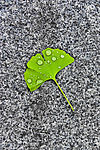 雨后大理石上的银杏叶