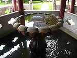 莲花池