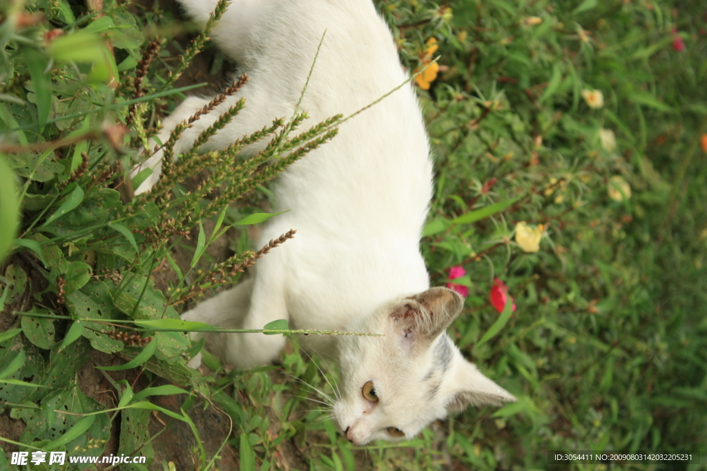小猫咪