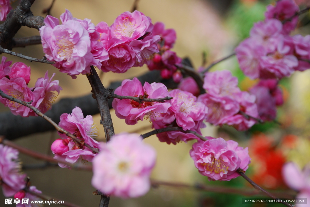 碧桃花