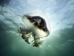 海洋生物