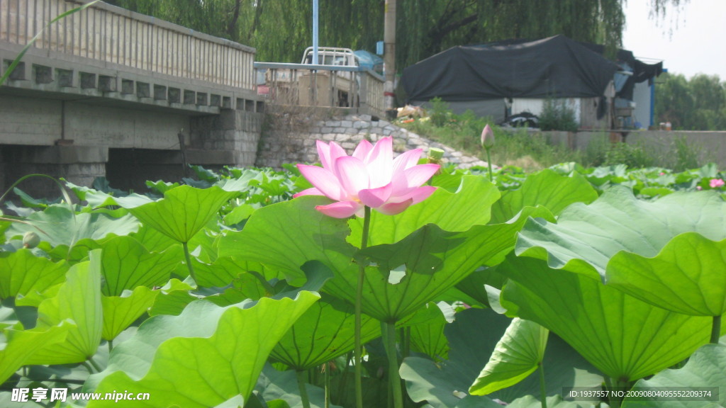 荷花