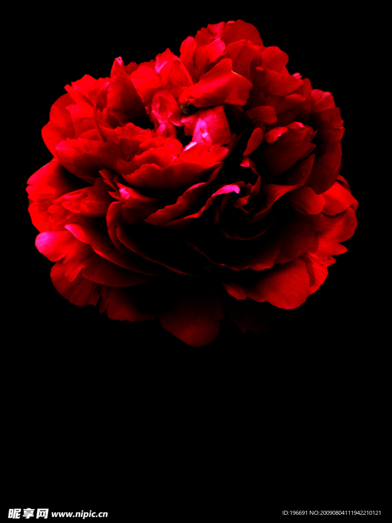 牡丹花
