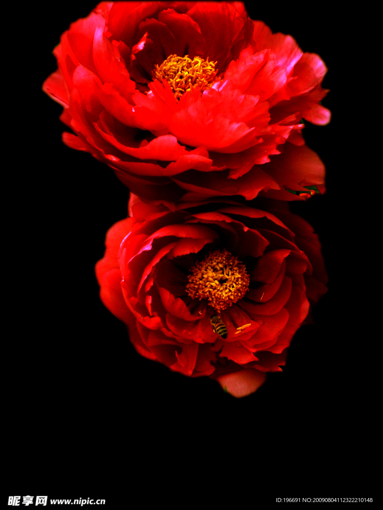 牡丹花