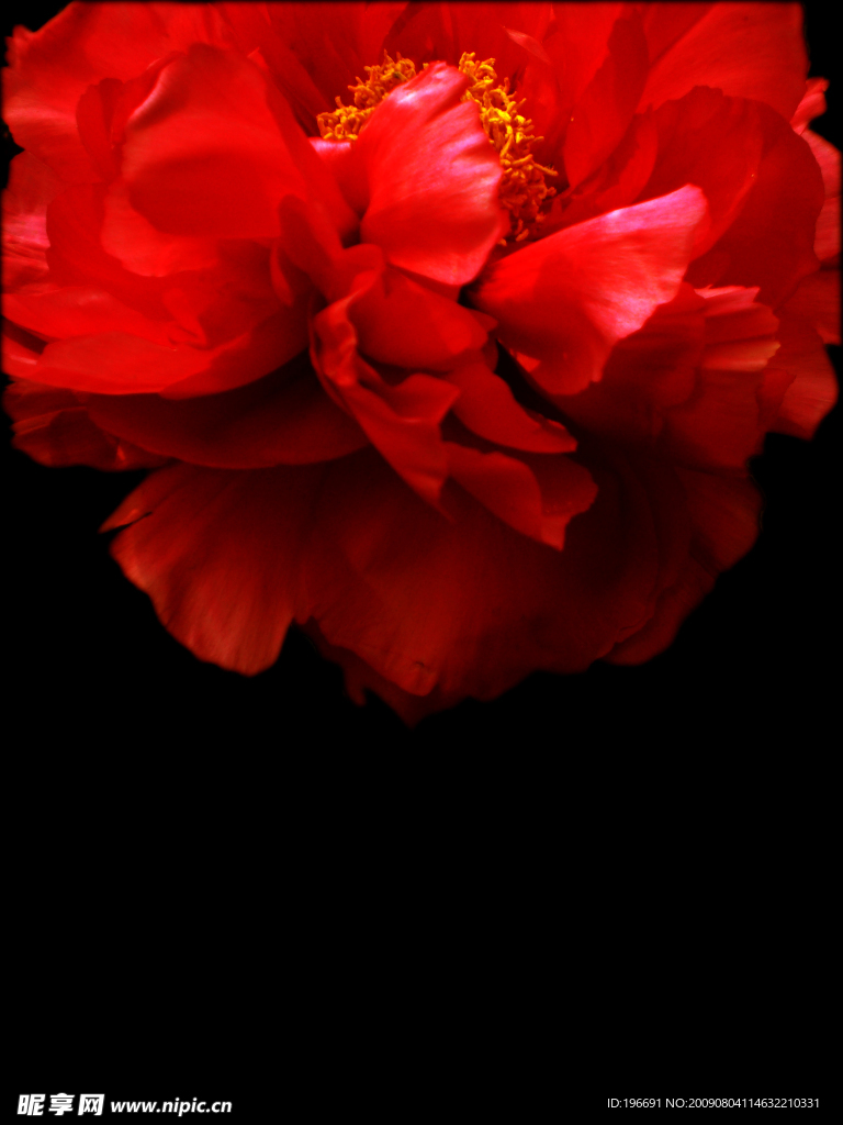 牡丹花
