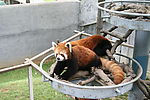 小浣熊
