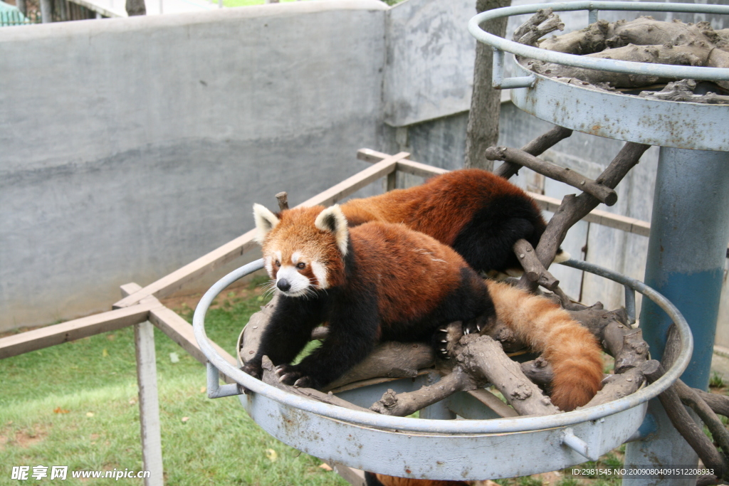 小浣熊