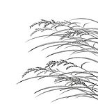 芦苇