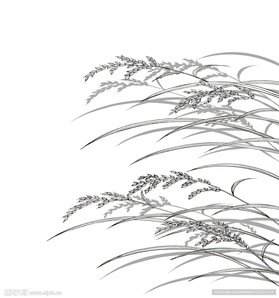 芦苇