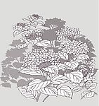 茶花