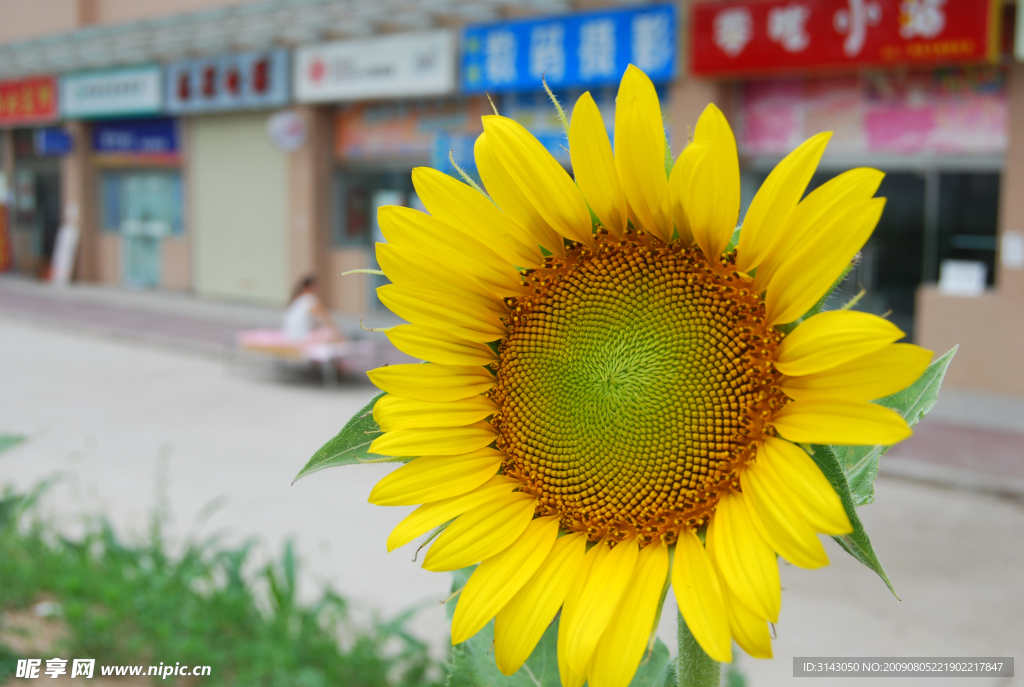 门前的花儿