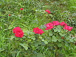花卉