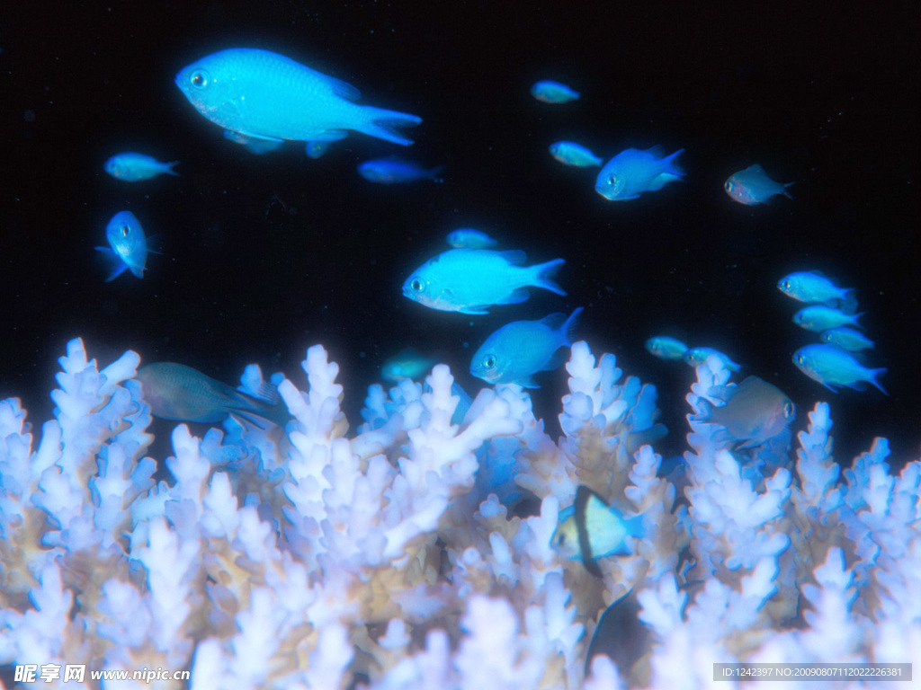 海底鱼类