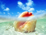 海螺
