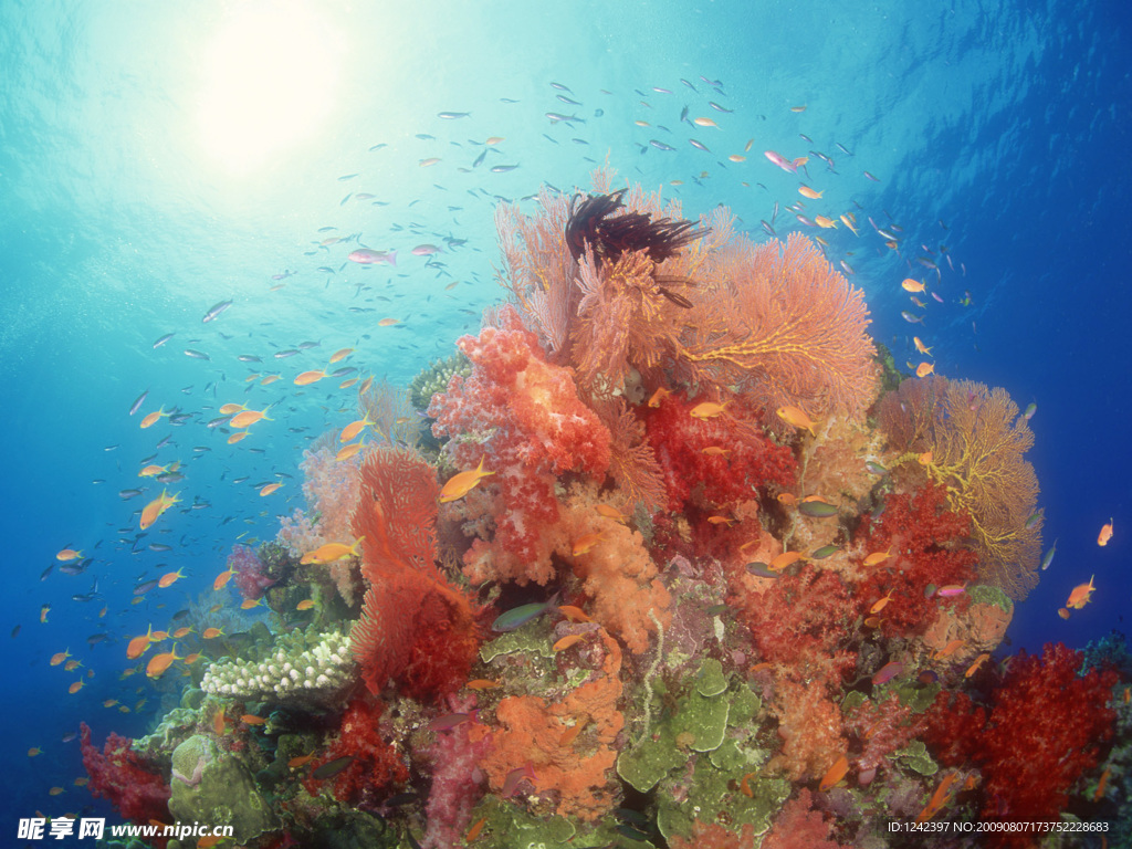 海洋生物