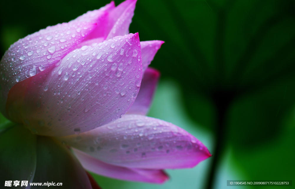 雨后荷花001