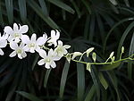 蘭花
