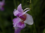 蘭花