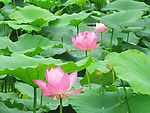 岳阳采莲
