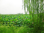 岳阳团湖公园