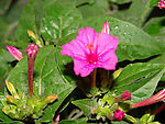 牵牛花