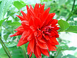 薯花