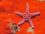 海星