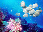 海洋生物