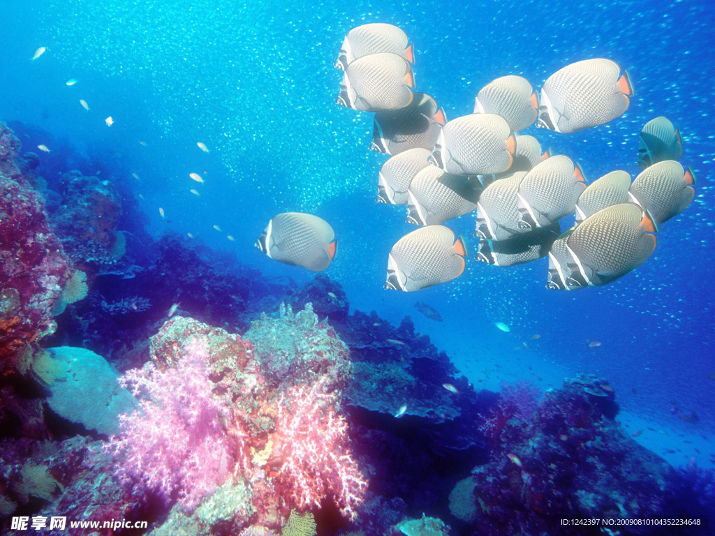 海洋生物