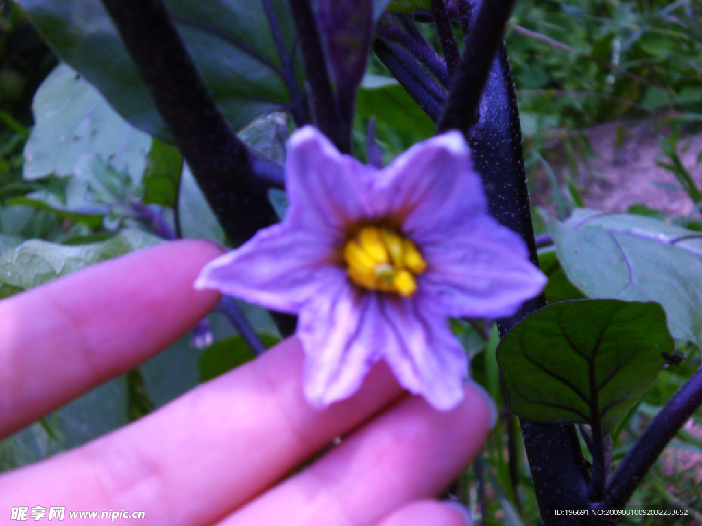 茄子花