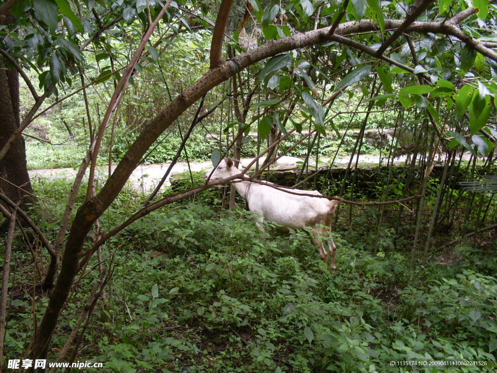 l林间小山羊