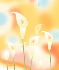 花朵