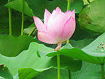 洞庭湖莲花