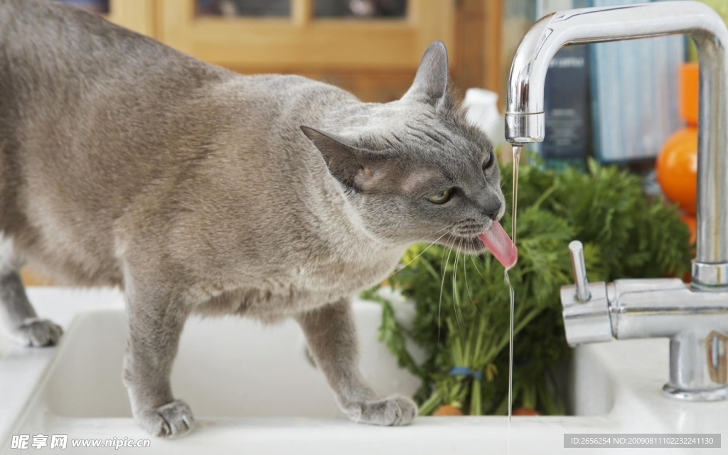 喝水的猫