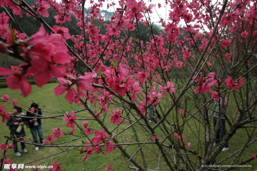 桃花