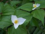 延龄草(Trillium)