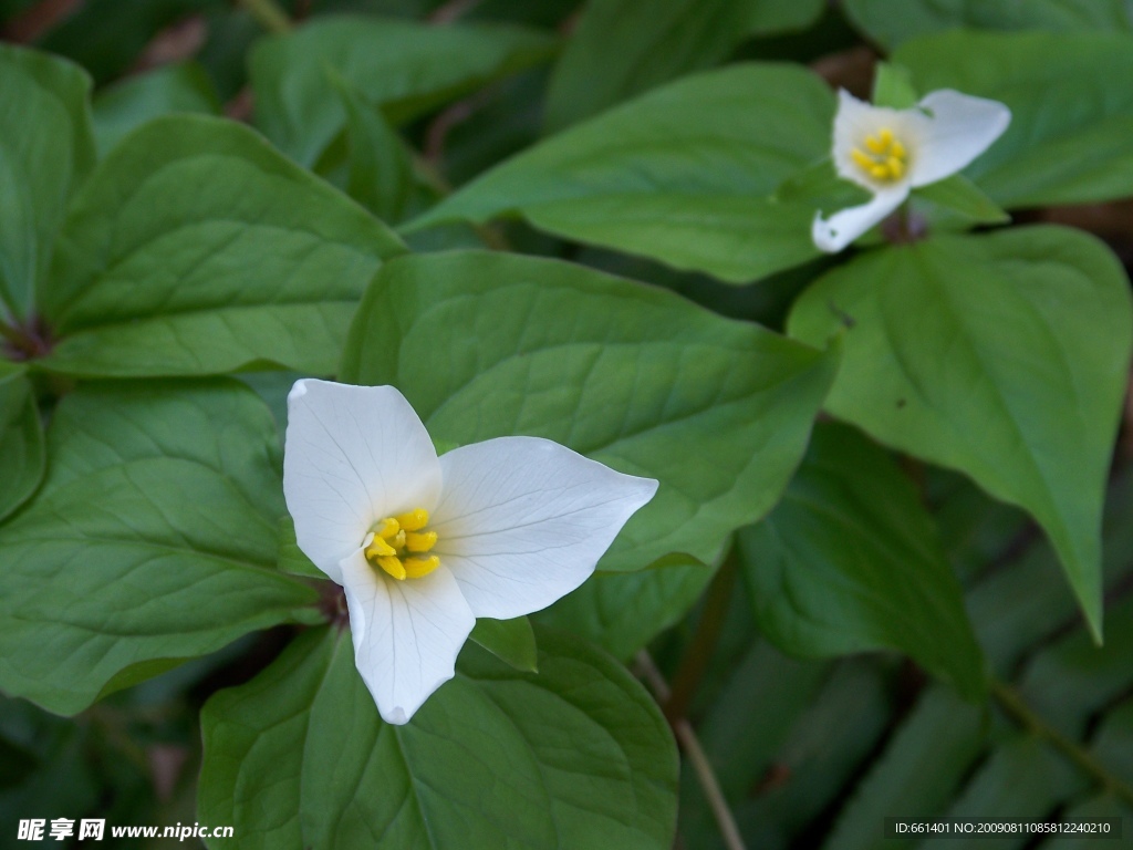 延龄草(Trillium)